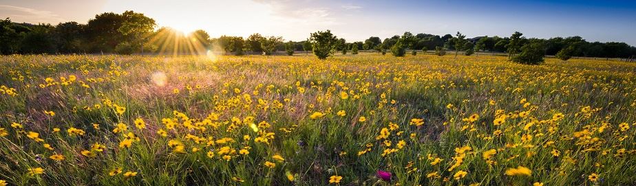 yellow flowers in a green meadow